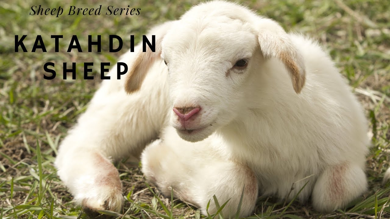 Nebraska producers find profits in Katahdin Hair Sheep | TheFencePost.com