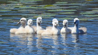 Happy family #swan #swans #baby #天鹅 #bbcearth #spring #animals #wildlife #cuteanimals #2024shorts