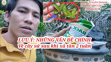 • Những Lưu ý: cây sứ ra mầm lá sau khi xả tàn vài tuần.|Truyền bonsai