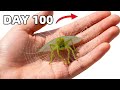 The Craziest Insect Pet - Building Web On My Hand