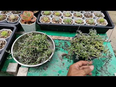 วีดีโอ: Floriana กับ Succulents (32 ภาพ): วิธีการปลูกดอกไม้ในตู้ปลาแก้ว? วิธีทำสวนฉ่ำในแจกันแก้วด้วยมือของคุณเอง?
