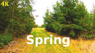 Morning Spring Walk | 4K | ASMR | Virtual Walking | Nature Hike | Forest Trail | Pure Sounds Of Walk