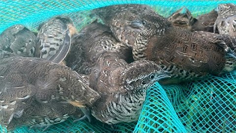 Bảy Chim Cút Rừng Bắt Chim Đã Tay #phuongtran85