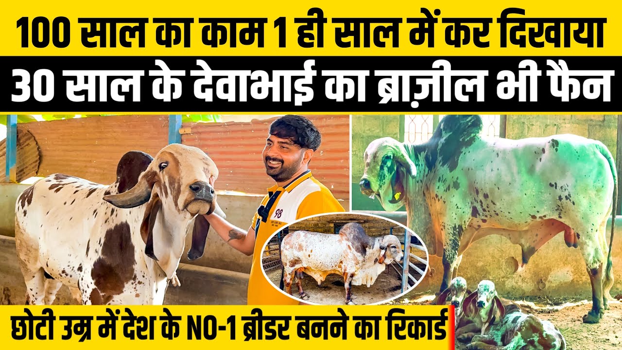 लाल परी मेलडी माँ आश्रम गिर गौशाला राजकोट 👍| Dairy Agri Consultant | 