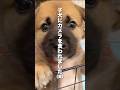 カメラを食べようとする子犬が現れましたwww【保護犬】#shorts