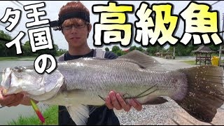 人生最大の魚「バラマンディ」を食べてみた。