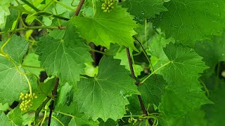 Growing Catawba Grapes Not Muscadine Grapes Houston Texas April 2024