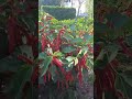 Moco de pavo #jardines #plants #plantas #hojas #arbustos #arbusto #garden