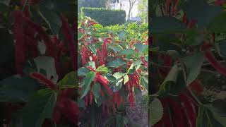 Moco de pavo #jardines #plants #plantas #hojas #arbustos #arbusto #garden