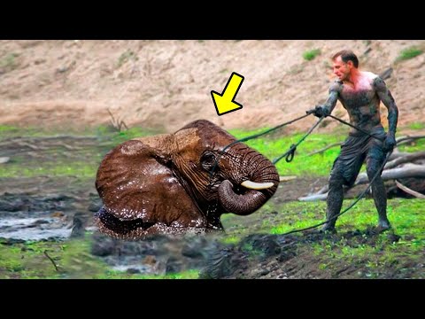 Man Saves Drowning Elephant, Then The Herd Does Something Incredible!