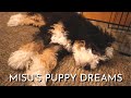 3 Month Old Bernedoodle Puppy Dreaming And His Favorite Sleeping Position