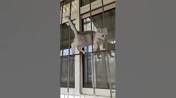Beoutyfull Cat Walk On Walls 