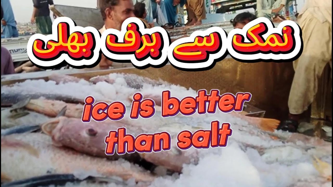Ice is better than salt for fish preserving 
