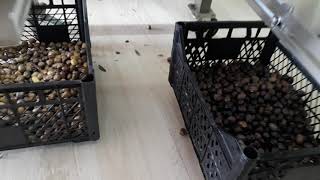 test-3 - olive sorter V14