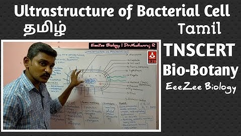 Ultrastructure of Bacterial Cell | TNSCERT | Bio-Botany | Class 11 | Tamil | தமிழ்