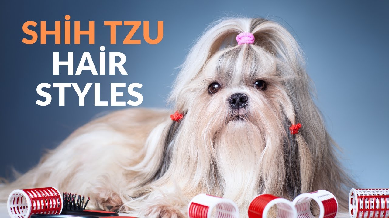 Lavendar Hippie mama lets get Hanks hair cut like this (: | Shitzu poodle, Shih  tzu puppy, Cute dogs