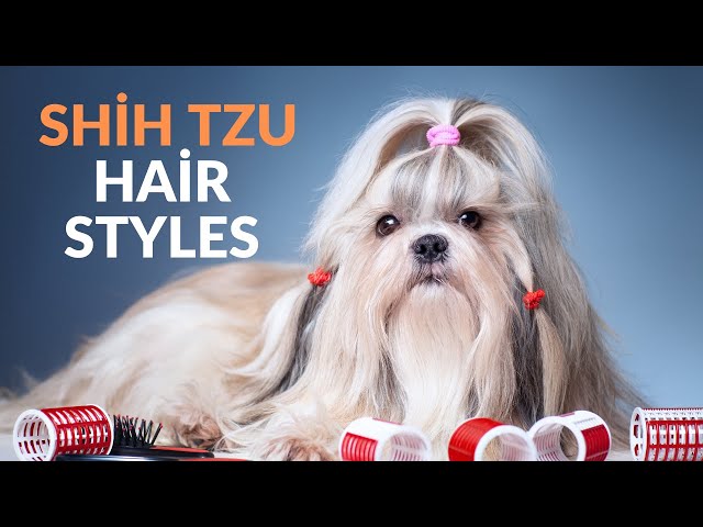 Premium Photo | Shih tzu shows a haircut made in an animal salon