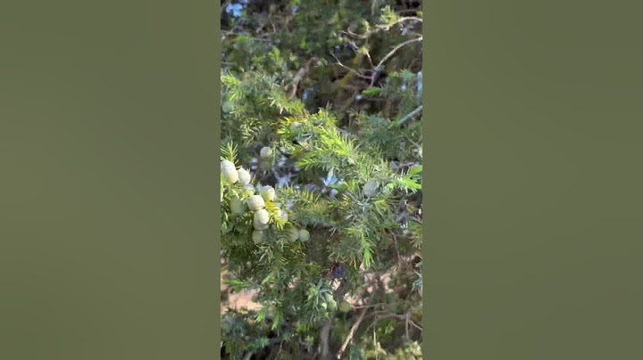 Olive Tree #corfu #greekislands #greece #olivertree #oliveoil