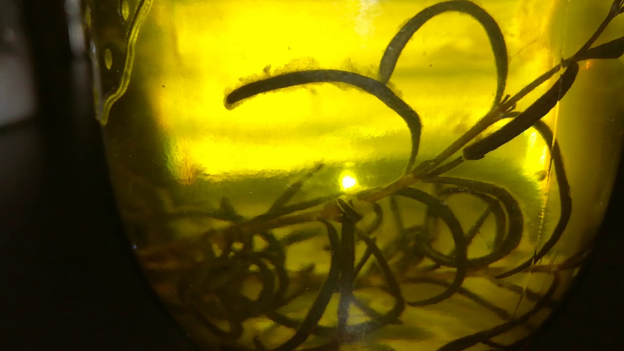 Is this mold in my rosemary infused olive oil? YouTube