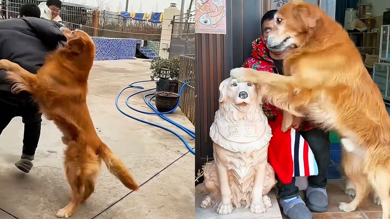 Мао Мао спасает своего дядю ~ ❤️ #聪明旺豆豆