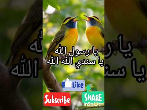 يا رسول الله يا سندي الله الله  اكسبلور المصحف  الرحمن تيك توك القزابري دويتو