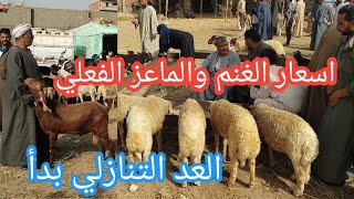 العد التنازلي بدأ خلاص هنعرف اسعار الغنم والماعز اللحم والانيه والوالده بكام انهارده من ارضيه السوق