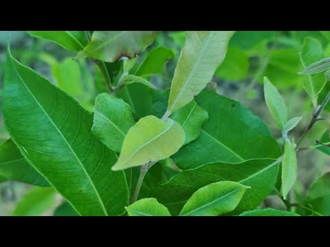 Video: Gaano kataas ang lumalaki ng lemon myrtle?