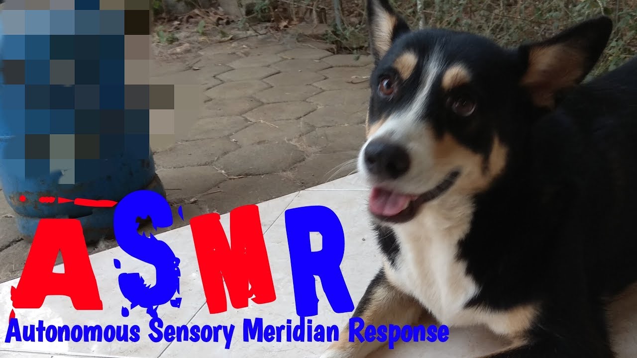 Masih Ikutan Bikin Video Asmr 2 Anjing Makan Youtube