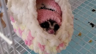 #32 寒くて出てこないもも助　Momosuke won't come out because it's cold