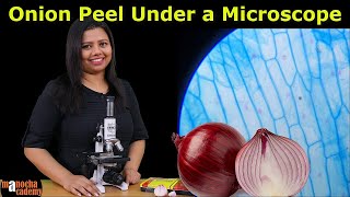 Onion Peel Under the Microscope | How to Prepare Stained Temporary Mount of Onion Peel