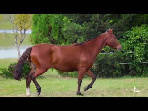 LOTE 16 RZ BANDOLERA DA CARAPUÇA