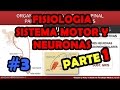 Video de Fisiologia Sistema Motor y Reflejos - Huso Muscular - Motoneuronas