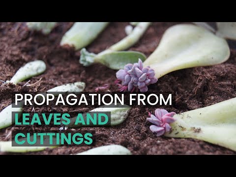 PROPAGATION TIPS | PROPAGATE SUCCULENTS FROM LEAVES AND CUTTINGS | SUCCULENT PROPAGATION