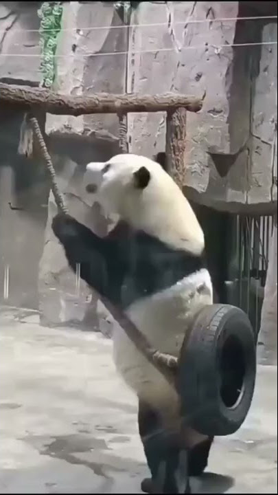 panda lucu banget