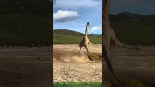 Lion attacks on giraffe😨🦒| #animalfight #wildlife #lion #giraffe 