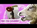 ANIMALES están regresando a su HÁBITAT  natural en esta CUARENTENA !!