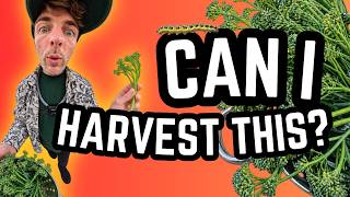 I Almost Wasted This Entire Broccoli Harvest