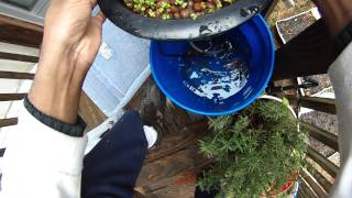Greenhorn Gardening 2014 | I'm back!