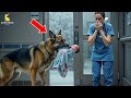 GERMAN SHEPHERD ARRIVES AT THE HOSPITAL WITH A BABY… THE TRUTH BEHIND IT MADE THE DOCTORS CRY!