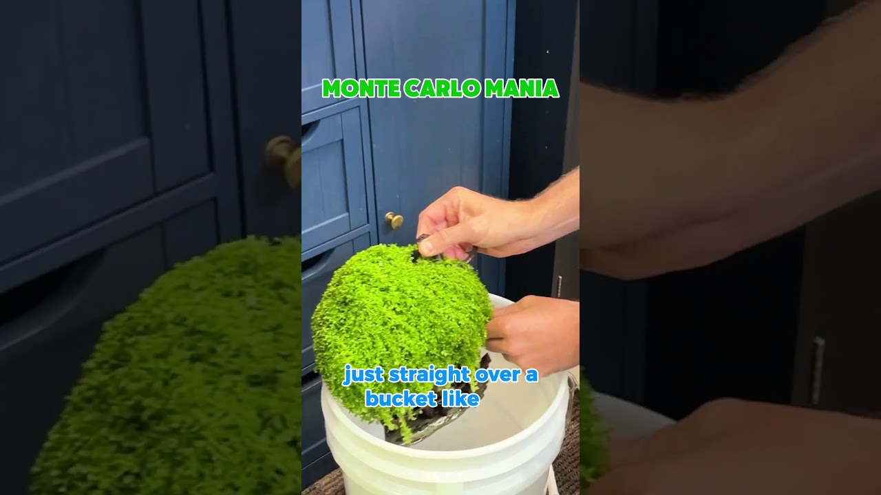 Monte Carlo Mania! (Trimming An Unruly Aquarium Plant!)