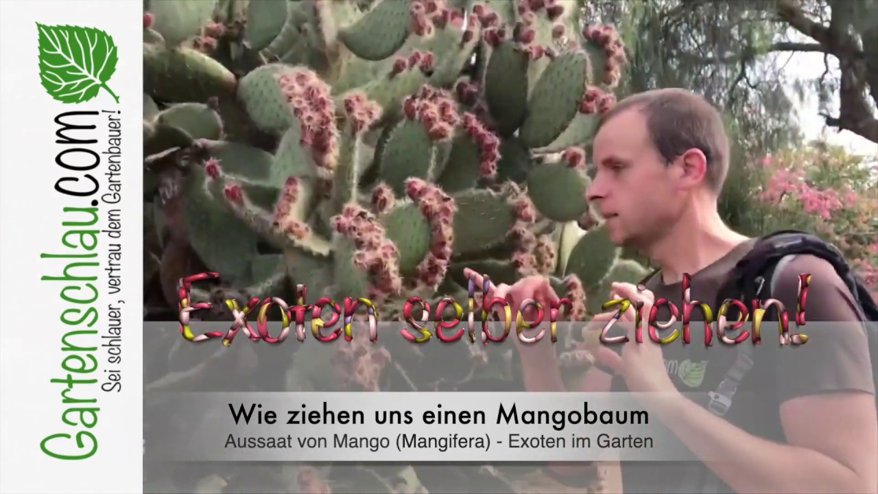 Mango aus einem Kern ziehen: Keimung ohne Erfolgsgarantie