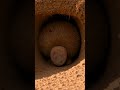 Why the Wombat Poops Cubes and Fights With Its Butt 🦡
