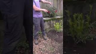 Planting a Native Privacy Thicket