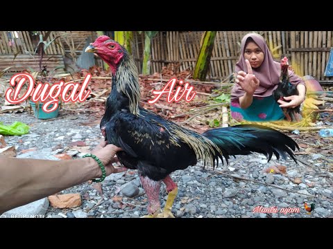 Video: Cara Memasak Ayam Berair Di Lengan Baju Anda