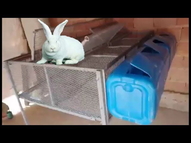 كيفية صنع بطاريات الأرانب في الجزائر - YouTube