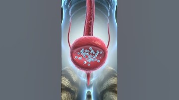 [VIE] Mèo Bị Tiểu Rắt, Bí Tiểu Sẽ Mệt Lắm. Cùng Tụi Mình Chăm Các Em Nó Nhé! 😽🌷#meow #pussoul