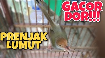 Prenjak Lumut Gacor Nembak Cari Lawan Buat Pancingan/Pikat/Masteran Ampuh