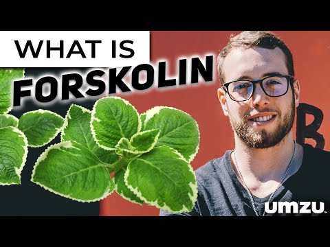 Video: Herstellung Des Forskolin-Vorläufers 11β-Hydroxymanoyloxid In Hefe Unter Verwendung Von Enzymatischen Ersatzaktivitäten