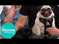 Is Your Dog Gay Meet The Lesbian Pugs This Morning Is Your Dog Gay Meet The Lesbian Pugs This Morning