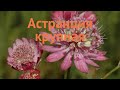 Астранция крупная (astrantia major) 🌿 крупная астранция обзор: как сажать, саженцы астранции